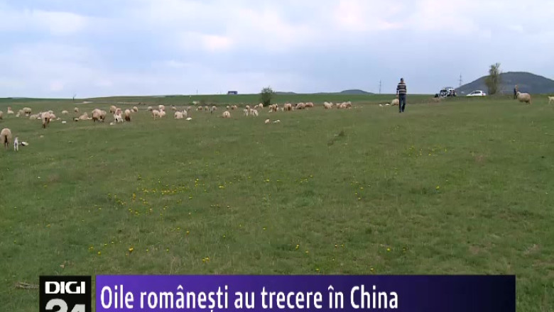 Oile romanesti au trecere in China. Peste 100.000 de mioare vor fi exportate, anul acesta, in Asia Imagine