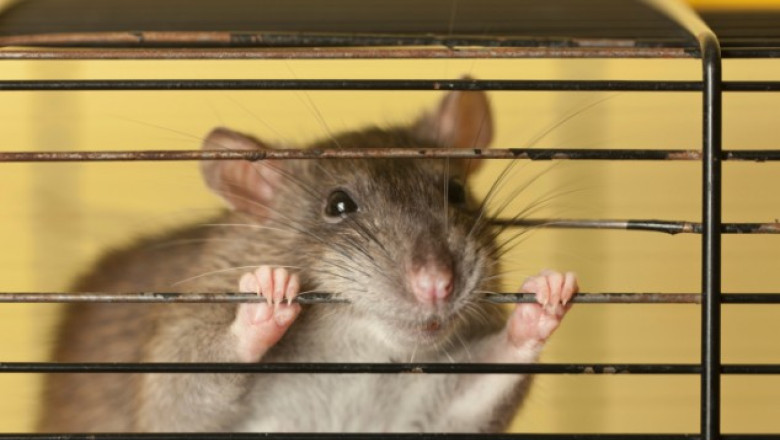 Olandezii pregatesc soareci pentru depistarea drogurilor, armelor si prafului de pusca Imagine