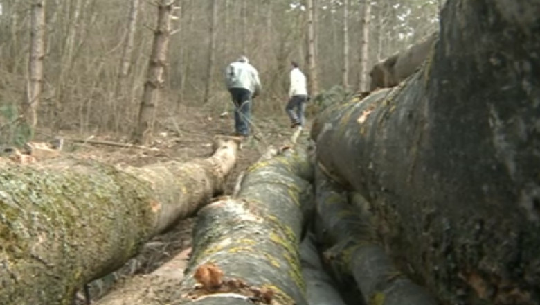 Om de afaceri buzoian, trimis in judecata in dosarul retrocedarilor ilegale de paduri Imagine