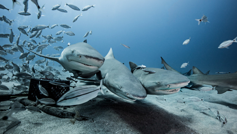 Omenirea a devenit o „arma de extinctie in masa”. Avertisment ONU: Un milion de specii, amenintate cu disparitia Imagine