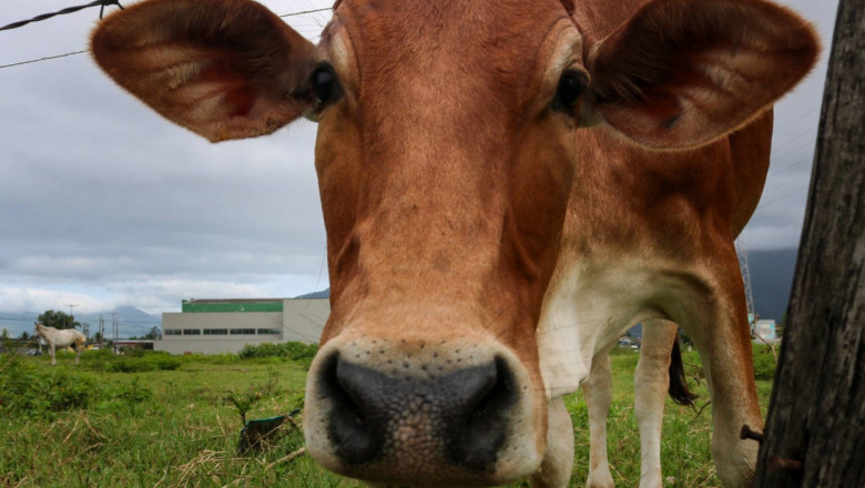 OMS avertizeaza: Exista riscul ca gripa aviara sa se raspandeasca la vacile din afara Statelor Unite Imagine