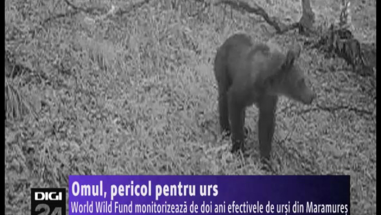 Omul, pericol pentru urs. World Wild Fund monitorizeaza de doi ani ursii din Maramures Imagine