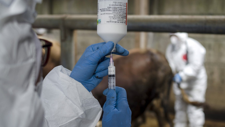 ONU avertizeaza: Europa se confrunta cu cea mai grava epidemie de febra aftoasa de la inceputul secolului Imagine