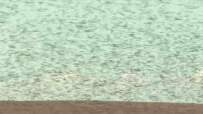 ONU recomanda consumul de insecte Imagine