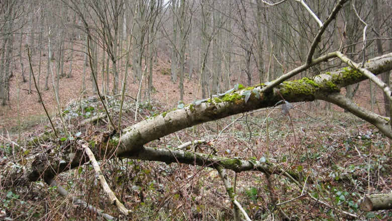 Operatiune de salvare in Bihor. Un barbat a fost prins sub un bustean, intr-o padure Imagine