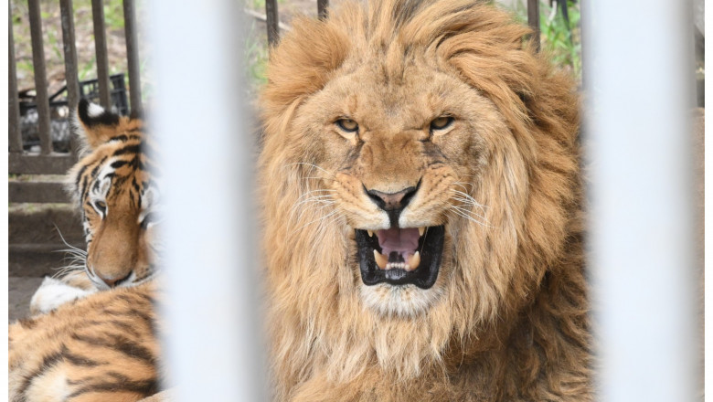 Operatiunea de salvare a celor noua lei din Odesa. Cum au fost aduse animalele exotice in Romania de un aventurier din Africa de Sud Imagine