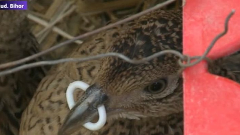 Operatiunea „Fazanul”. Mii de pasari crescute in voliere, eliberate pentru a fi vanate peste un an Imagine