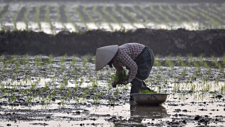 Operatiunea „orez pentru teren”. Ce compensatii au primit fermierii vietnamezi pentru a face loc unui complex de golf al familiei Trump Imagine