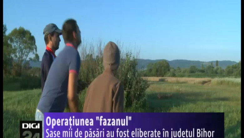 Operatiunea "Fazanul". 6.000 de pasari au fost eliberate in Bihor Imagine