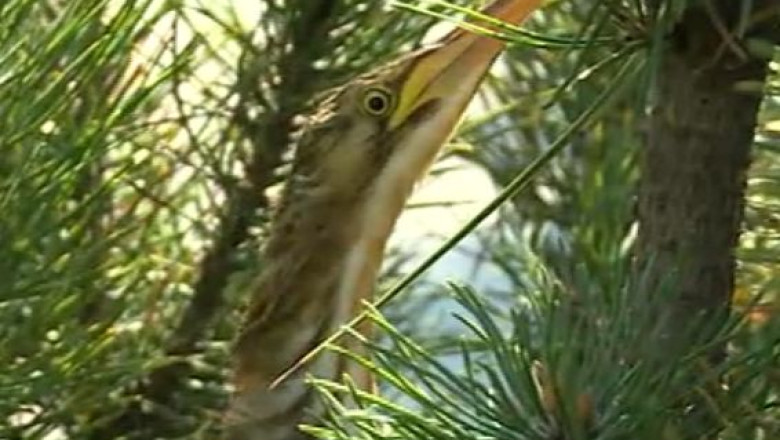 Operatiunea „Salvati starcul pitic”: Hai, domnule, ca e cuminte, nu e ca soacra-mea! Imagine