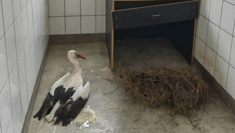 Operatiunea speciala "Barza". Cum s-a mobilizat o comuna intreaga sa salveze o pasare care a ratat plecarea in tarile calde Imagine