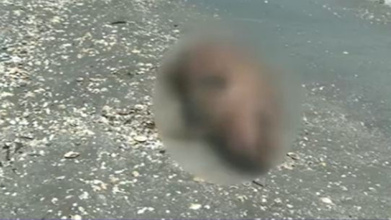 Operatiuni de salvare a delfinilor. Zeci de mamifere mor anual din cauza plaselor abandonate de pescari Imagine