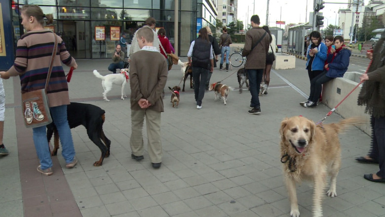 ORADEA. 6.000 de caini au fost marcati cu cipuri Imagine