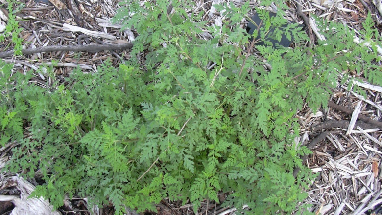 ORADEA. Administratia locala a angajat o firma sa distruga ambrozia Imagine