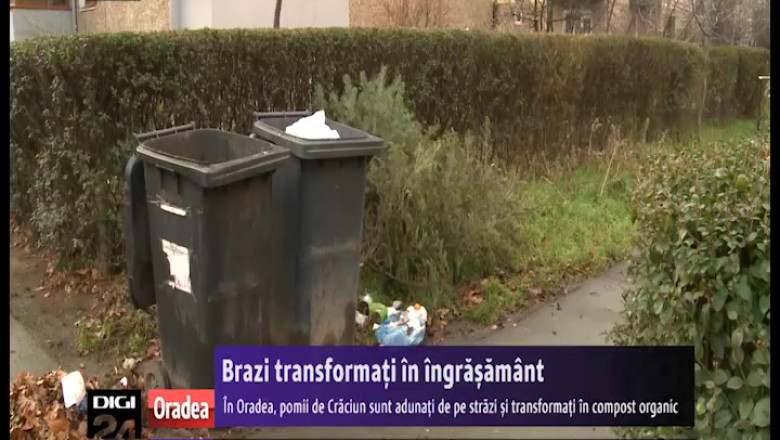 ORADEA. Brazi transformati in ingrasamant pentru flori Imagine