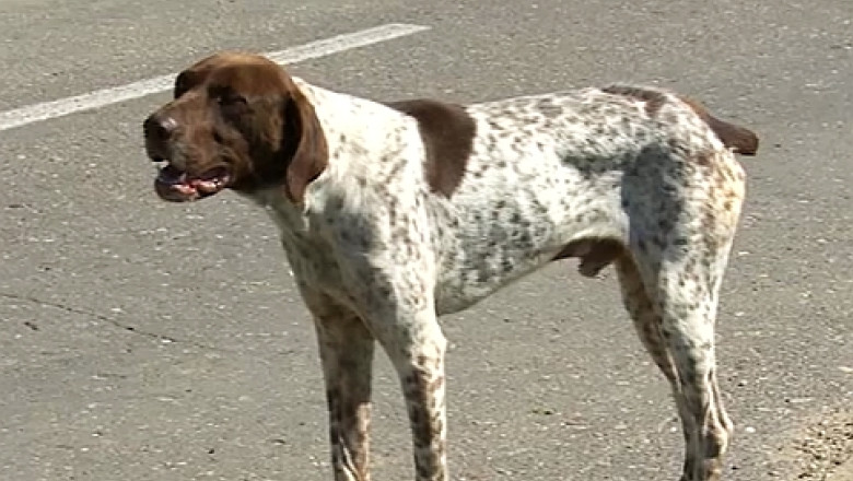 Oradea. Cainii cu pedigree vor scapa de sterilizare Imagine