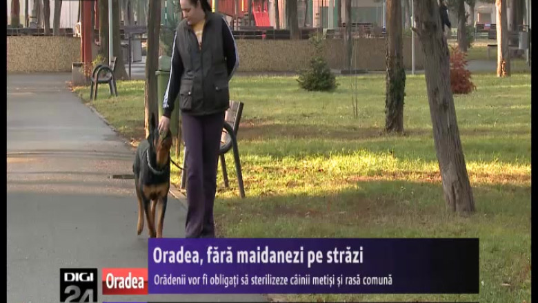 Oradea, fara maidanezi pe strazi. Localnicii vor fi obligati sa sterilizeze cainii metisi si de rasa comuna Imagine
