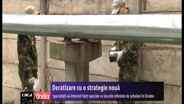 ORADEA. Harti speciale si capcane sub forma de bolovani, folosite pentru starpirea sobolanilor Imagine