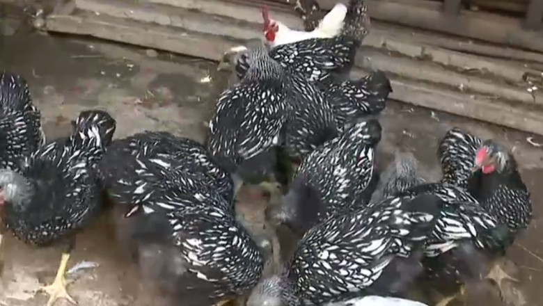 Orasenii au inceput sa creasca pasari si porci ca sa faca fata scumpirilor. Si-au ridicat cotete si cocini la marginea localitatii Imagine