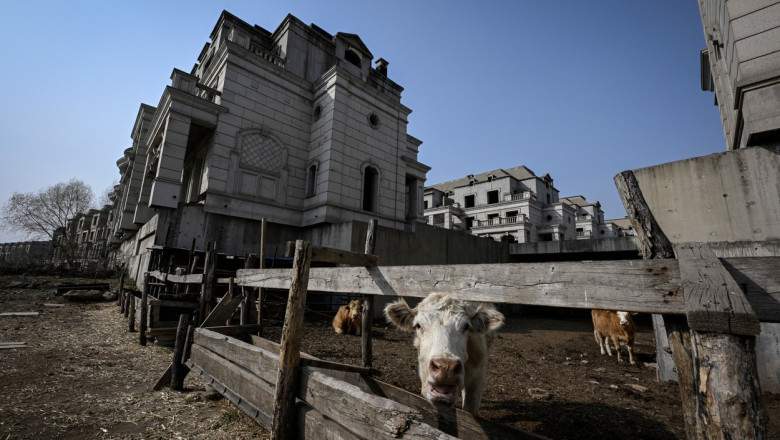 Orasul fantoma cu vile in stil european construit pentru milionarii chinezi a fost ocupat acum de turme de vite si culturi agricole Imagine
