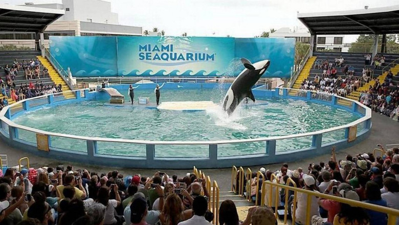 Orca Lolita va fi eliberata in ocean dupa 50 de ani de captivitate Imagine