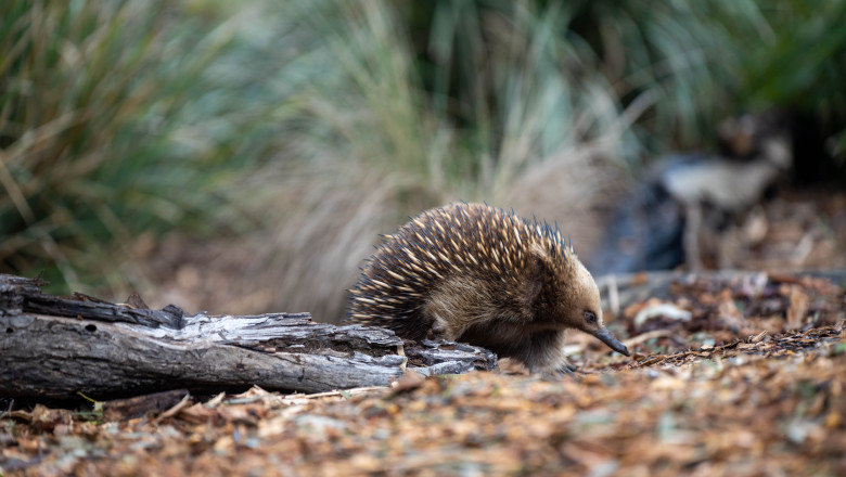 Originile echidnei, mamiferul australian care depune oua, au fost deslusite. Ce spune cel mai recent studiu Imagine
