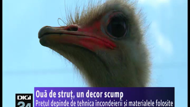 Oua incondeiate gigant. O parte din ouale de strut de la o ferma din Bihor sunt incondeiate de Paste Imagine