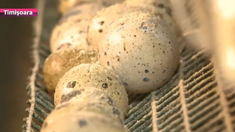 Ouale de prepelita sunt vedete in aceste zile, pentru cei care tin si la dieta, si la traditii Imagine