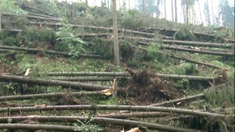 Padure distrusa de ploi la Suceava Imagine