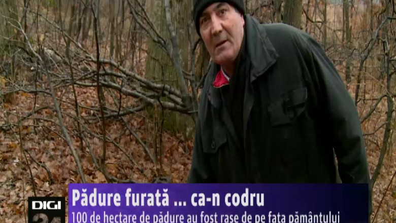 Padure furata ... ca-n codru. 100 de hectare de padure au fost rase de pe fata pamantului, in comuna Dumbrava, Mehedinti Imagine