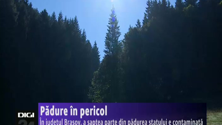Padure in pericol. In judetul Brasov, a saptea parte din padurea statului e contaminata Imagine