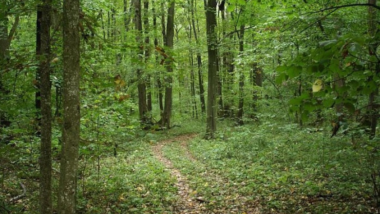 Padurea Baneasa, in pericol. Peste 700 de hectare s-ar putea transforma in cartier rezidential Imagine