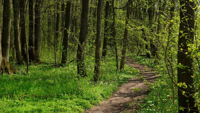Padurea Crang redevine rezervatie naturala protejata dupa o decizie definitiva a Curtii de Apel Ploiesti Imagine
