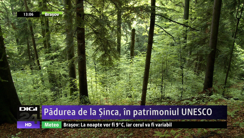 Padurea de la Sinca, in patrimoniul UNESCO Imagine