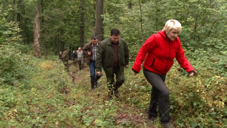 Padurea din Dobresti, jefuita de 12.000 de metri cubi de lemne Imagine