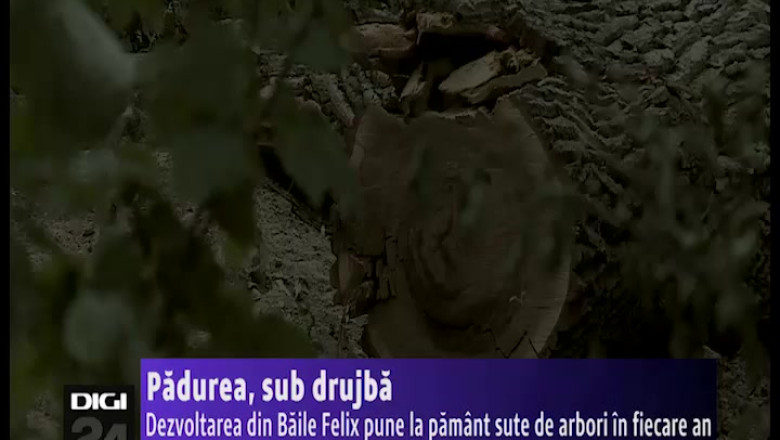 Padurea, sub drujba. Dezvoltarea din Baile Felix pune la pamant sute de arbori in fiecare an Imagine