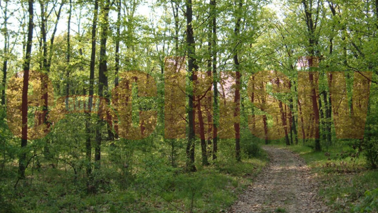 Padurea va fi pazita cu GPS-ul Imagine