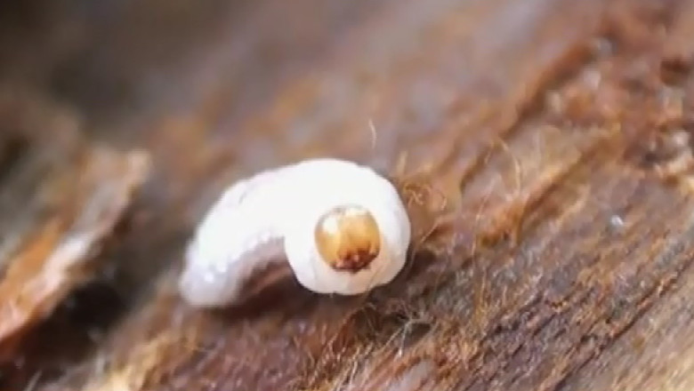 Paduri distruse de gandaci Imagine