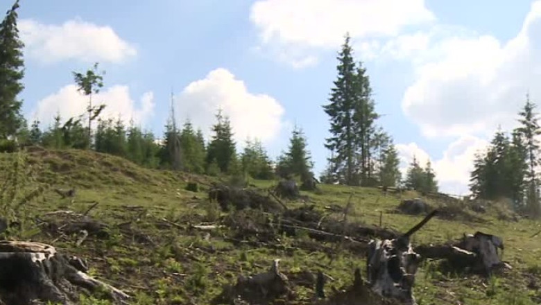 Padurile Clujului, rase de pe fata pamantului Imagine