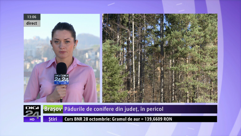 Padurile de conifere din judet, in pericol Imagine