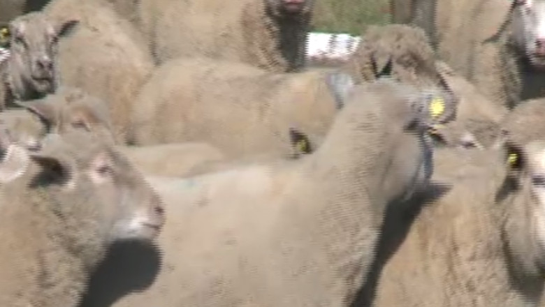 Palas, o noua rasa de oi, a fost obtinuta in Romania dupa 30 de ani de cercetari Imagine