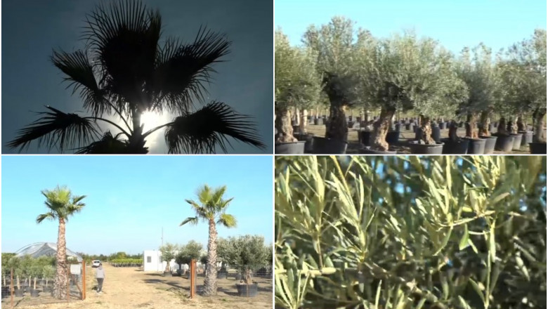 Palmieri si maslini cultivati in Bihor. Cum explica specialistii adaptarea plantelor mediteraneene la clima Romaniei Imagine