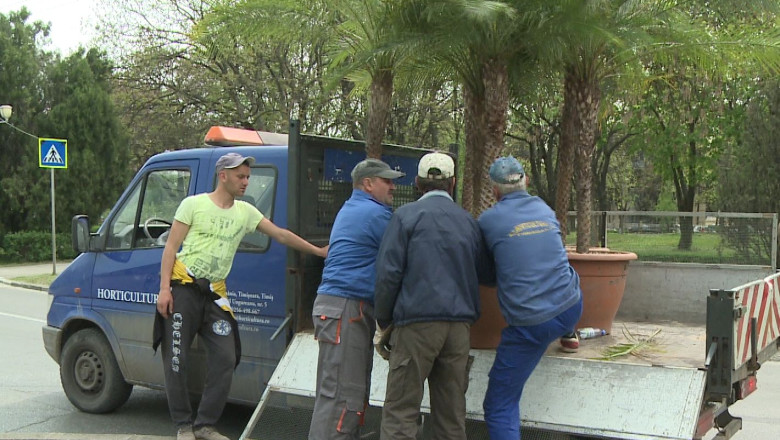 Palmierii care au creat atatea controverse anul trecut, scosi din nou in strada Imagine