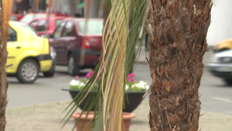 Palmierii din Timisoara dau semne de oboseala Imagine