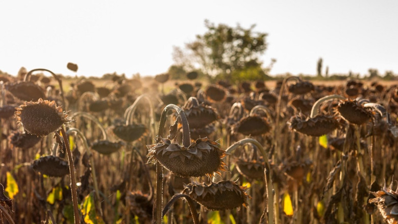 Pamant uscat pana la adancimea de 1 metru. Aproape toate zonele agricole din tara vor fi afectate de seceta in perioada 21 - 27 iulie Imagine