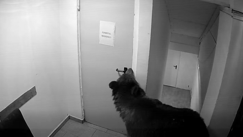 Panica in Poiana Brasov: un urs a intrat intr-un hotel. „La 112 i s-a spus ca nu este o urgenta”