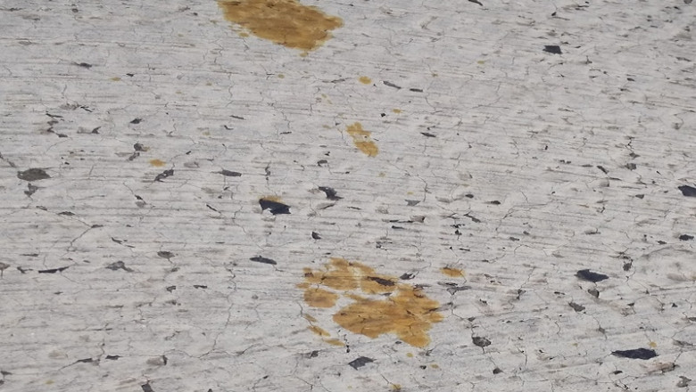 Panica intr-un oras din Japonia dupa ce o pisica a cazut intr-o cuva cu chimicale periculoase si a fugit Imagine