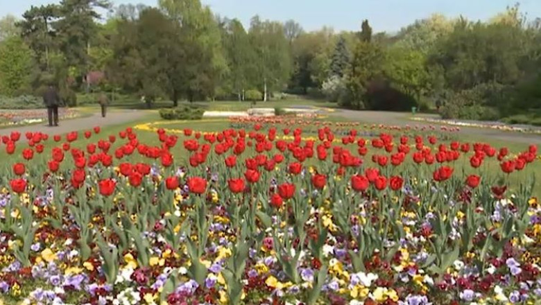 Panselute, lalele si gard viu de sute de mii de euro in capitala Banatului. Care este parerea timisorenilor? Imagine