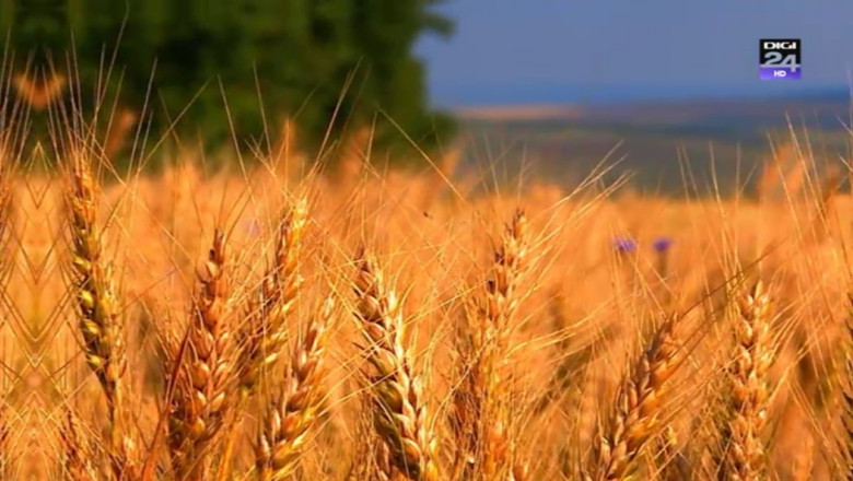 Paradox. Agricultorii romani cultiva cea mai mare suprafata de porumb din UE, dar au castigurile cele mai mici Imagine