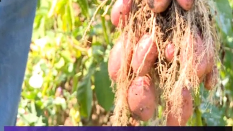 PARADOX. Importam cartofi, dar fermierii romani isi arunca recolta Imagine